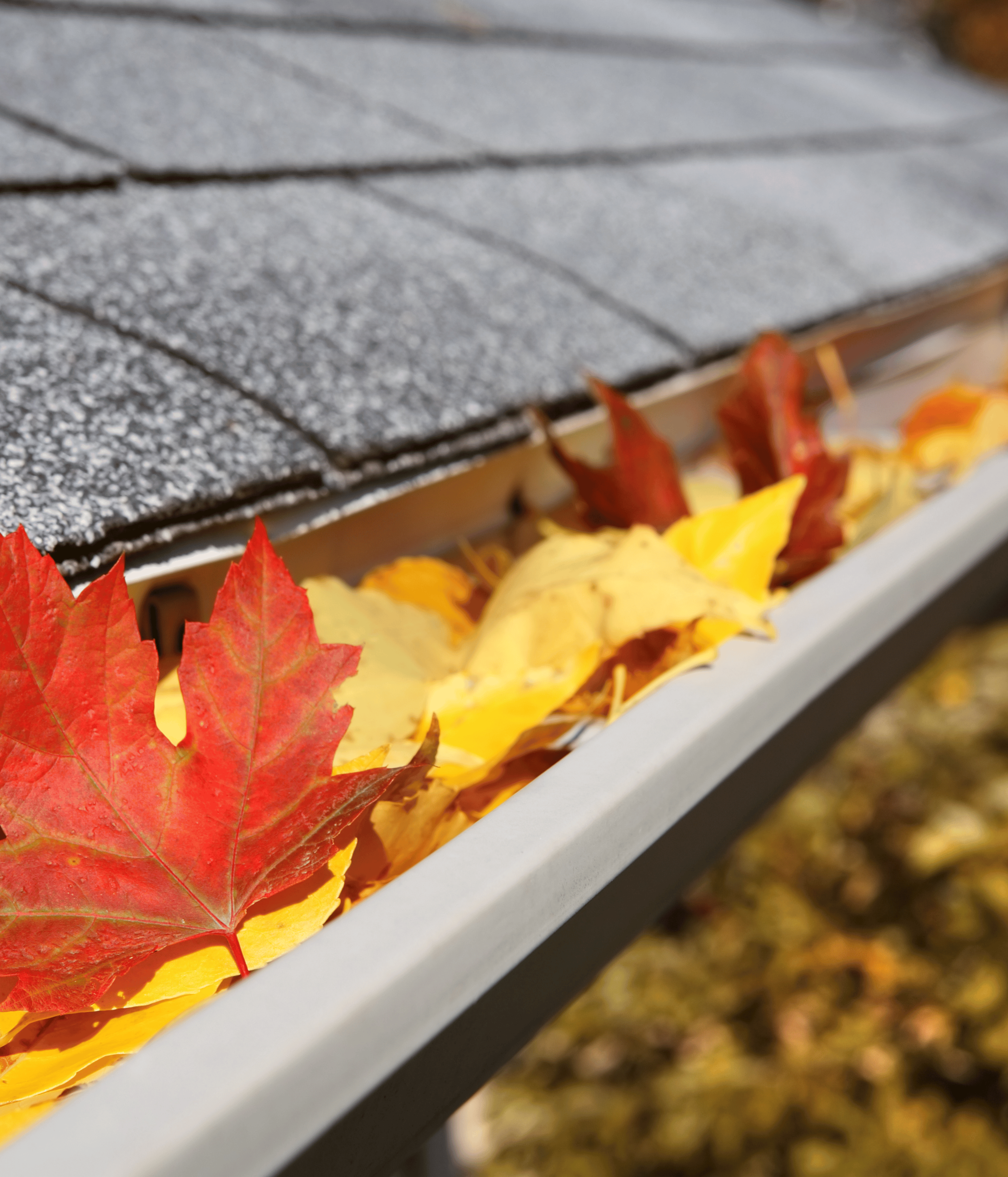 fall-gutter-cleaning-mckown-pressure-washing